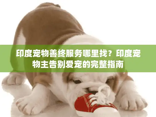 印度宠物善终服务哪里找？印度宠物主告别爱宠的完整指南