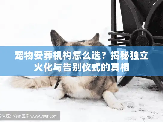 宠物安葬机构怎么选？揭秘独立火化与告别仪式的真相