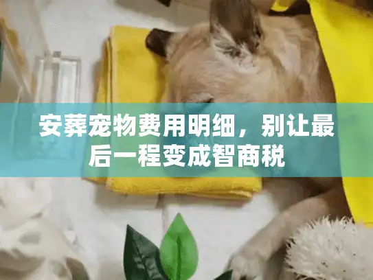 安葬宠物费用明细，别让最后一程变成智商税