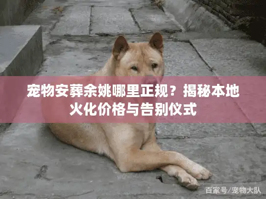 宠物安葬余姚哪里正规？揭秘本地火化价格与告别仪式