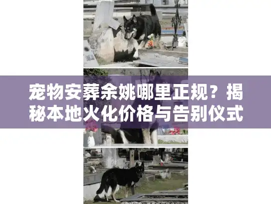 宠物安葬余姚哪里正规？揭秘本地火化价格与告别仪式