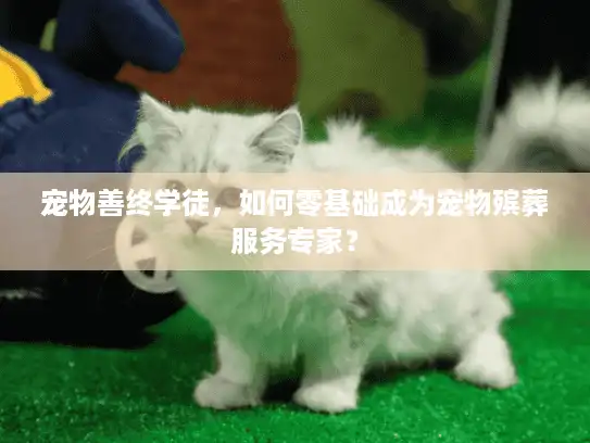 宠物善终学徒，如何零基础成为宠物殡葬服务专家？