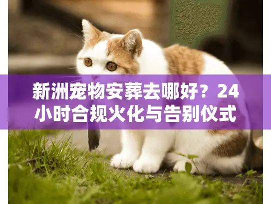 新洲宠物安葬去哪好？24小时合规火化与告别仪式全流程