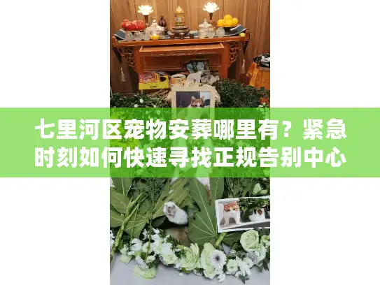 七里河区宠物安葬哪里有？紧急时刻如何快速寻找正规告别中心？