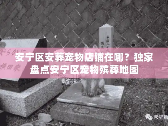安宁区安葬宠物店铺在哪？独家盘点安宁区宠物殡葬地图