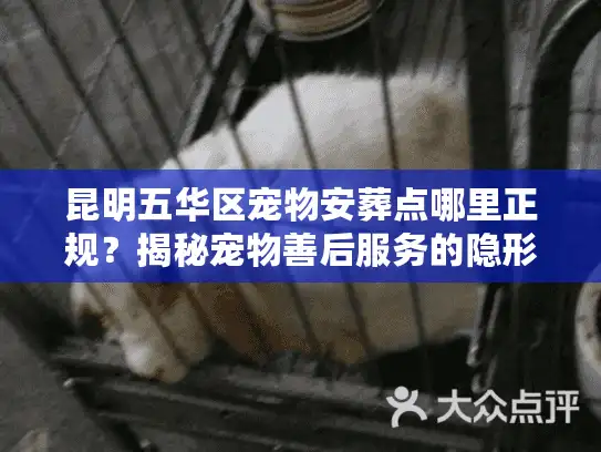 昆明五华区宠物安葬点哪里正规？揭秘宠物善后服务的隐形坑