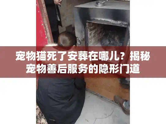 宠物猫死了安葬在哪儿？揭秘宠物善后服务的隐形门道