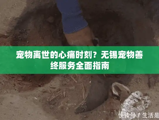 宠物离世的心痛时刻？无锡宠物善终服务全面指南
