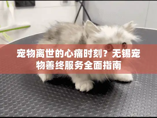 宠物离世的心痛时刻？无锡宠物善终服务全面指南