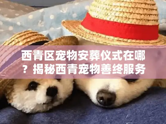 西青区宠物安葬仪式在哪？揭秘西青宠物善终服务的全流程与避坑细节