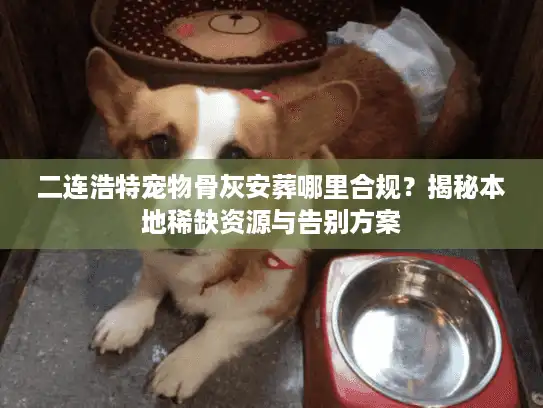 二连浩特宠物骨灰安葬哪里合规？揭秘本地稀缺资源与告别方案