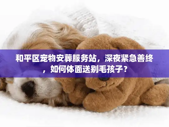 和平区宠物安葬服务站，深夜紧急善终，如何体面送别毛孩子？