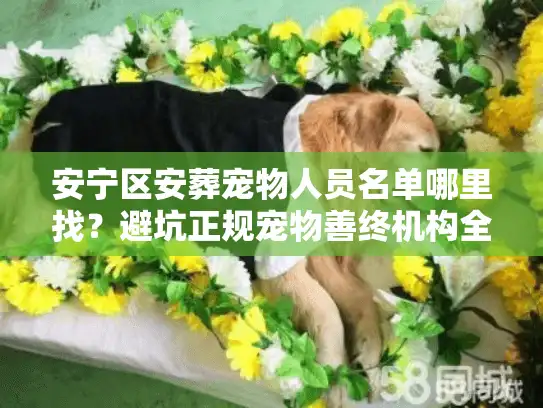 安宁区安葬宠物人员名单哪里找？避坑正规宠物善终机构全攻略