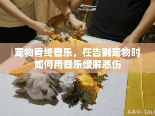 宠物善终音乐，在告别宠物时如何用音乐缓解悲伤