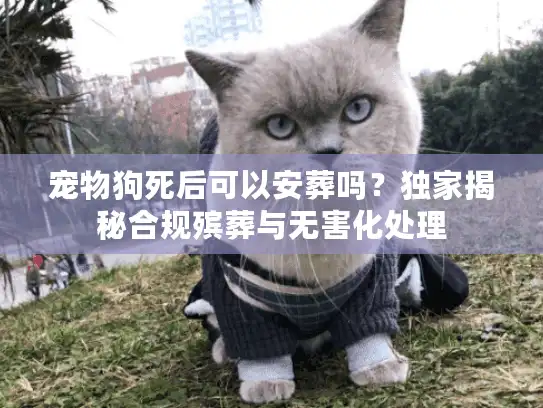 宠物狗死后可以安葬吗？独家揭秘合规殡葬与无害化处理