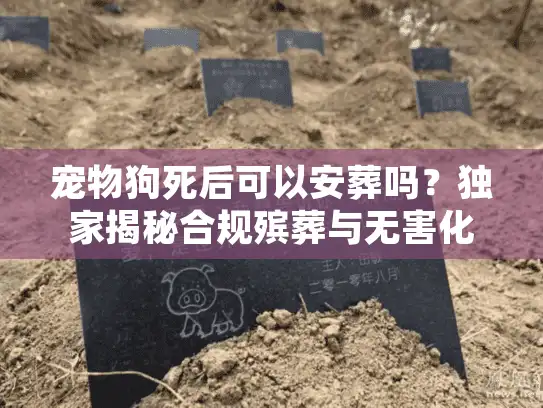 宠物狗死后可以安葬吗？独家揭秘合规殡葬与无害化处理