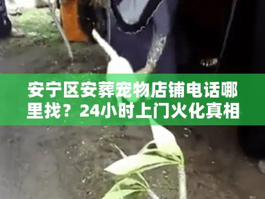 安宁区安葬宠物店铺电话哪里找？24小时上门火化真相