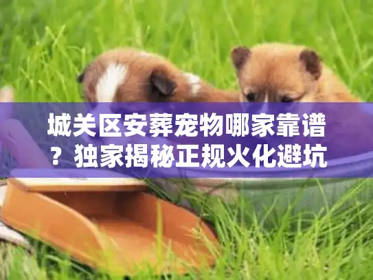 城关区安葬宠物哪家靠谱？独家揭秘正规火化避坑实录