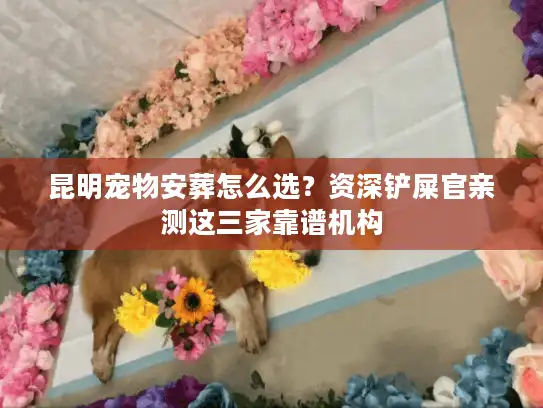 昆明宠物安葬怎么选？资深铲屎官亲测这三家靠谱机构