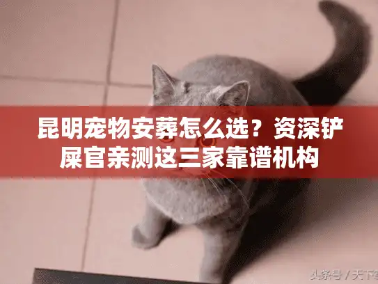 昆明宠物安葬怎么选？资深铲屎官亲测这三家靠谱机构