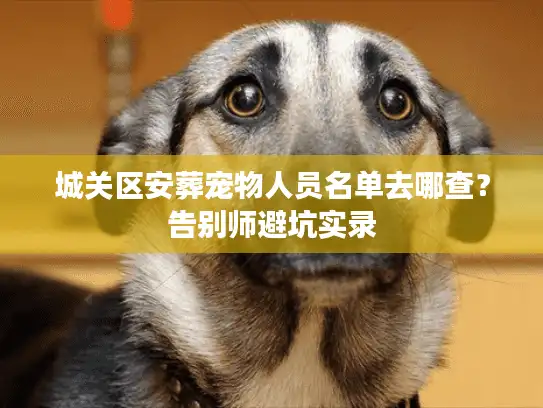 城关区安葬宠物人员名单去哪查？告别师避坑实录