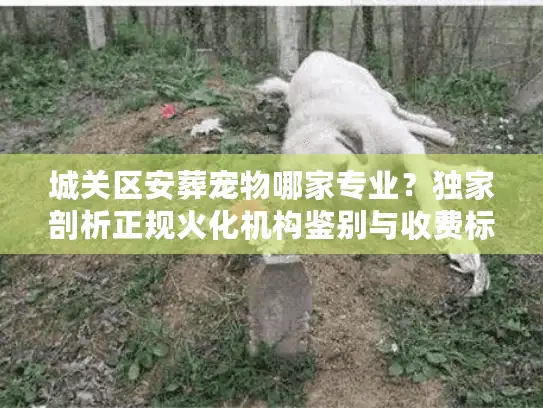 城关区安葬宠物哪家专业？独家剖析正规火化机构鉴别与收费标准