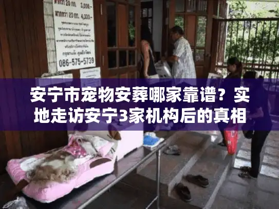 安宁市宠物安葬哪家靠谱？实地走访安宁3家机构后的真相