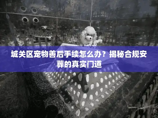 城关区宠物善后手续怎么办？揭秘合规安葬的真实门道