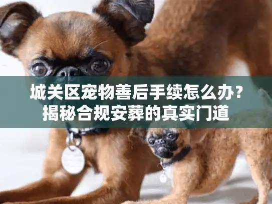 城关区宠物善后手续怎么办？揭秘合规安葬的真实门道