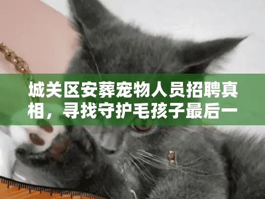 城关区安葬宠物人员招聘真相，寻找守护毛孩子最后一程的人
