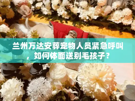 兰州万达安葬宠物人员紧急呼叫，如何体面送别毛孩子？