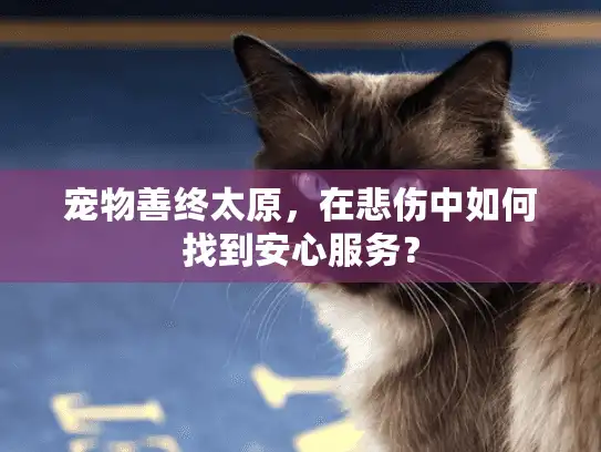 宠物善终太原，在悲伤中如何找到安心服务？