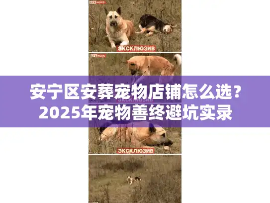 安宁区安葬宠物店铺怎么选？2025年宠物善终避坑实录