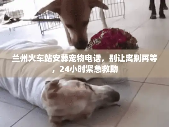 兰州火车站安葬宠物电话，别让离别再等，24小时紧急救助