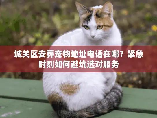 城关区安葬宠物地址电话在哪？紧急时刻如何避坑选对服务