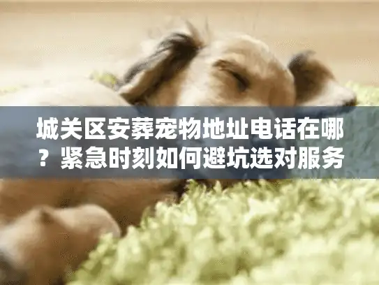 城关区安葬宠物地址电话在哪？紧急时刻如何避坑选对服务