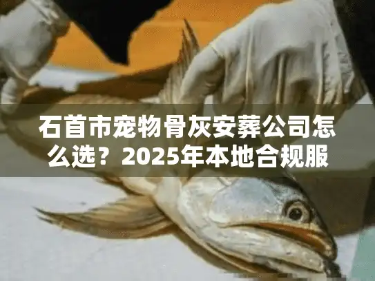 石首市宠物骨灰安葬公司怎么选？2025年本地合规服务与避坑实况