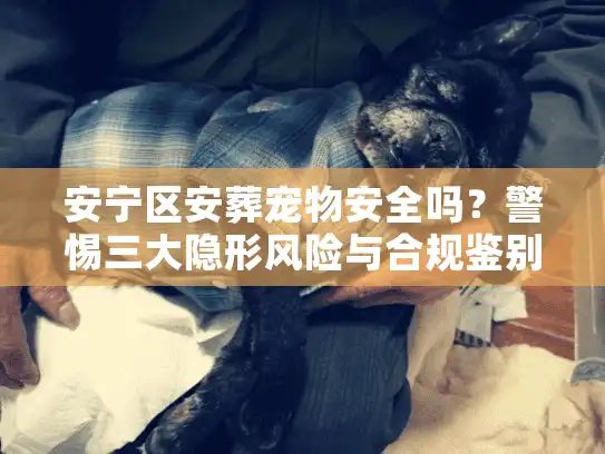 安宁区安葬宠物安全吗？警惕三大隐形风险与合规鉴别法