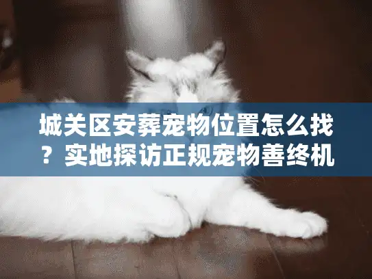 城关区安葬宠物位置怎么找？实地探访正规宠物善终机构全流程
