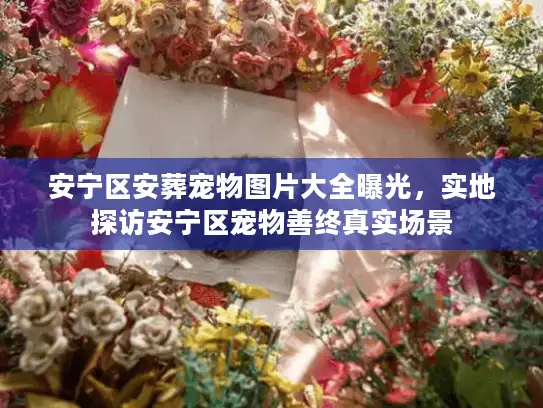安宁区安葬宠物图片大全曝光，实地探访安宁区宠物善终真实场景