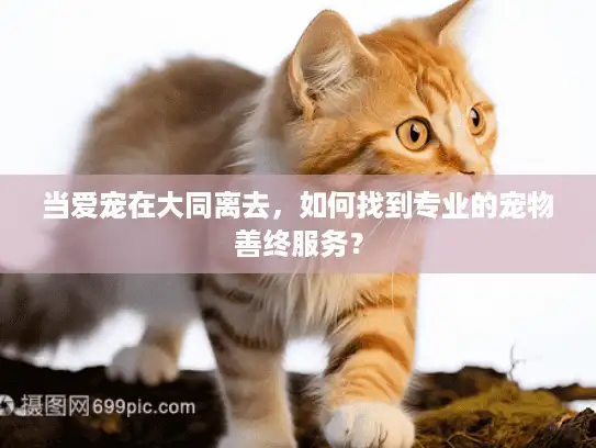 当爱宠在大同离去，如何找到专业的宠物善终服务？