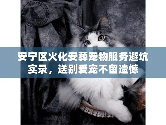 安宁区火化安葬宠物服务避坑实录，送别爱宠不留遗憾