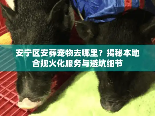 安宁区安葬宠物去哪里？揭秘本地合规火化服务与避坑细节