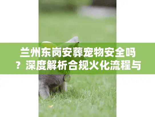 兰州东岗安葬宠物安全吗？深度解析合规火化流程与卫生隐患