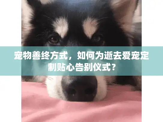 宠物善终方式，如何为逝去爱宠定制贴心告别仪式？