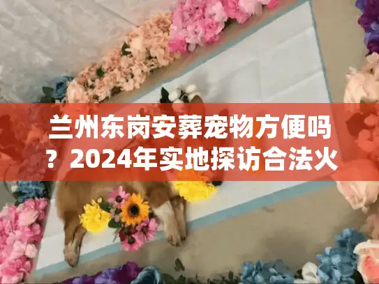 兰州东岗安葬宠物方便吗？2024年实地探访合法火化场与接送时效