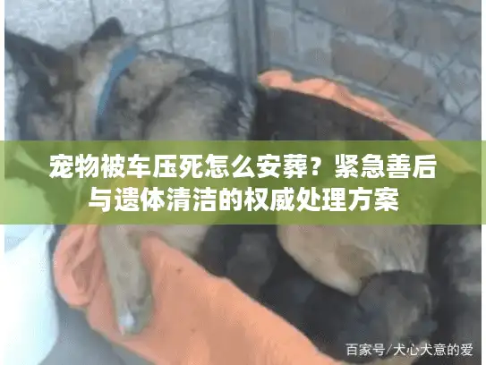 宠物被车压死怎么安葬？紧急善后与遗体清洁的权威处理方案