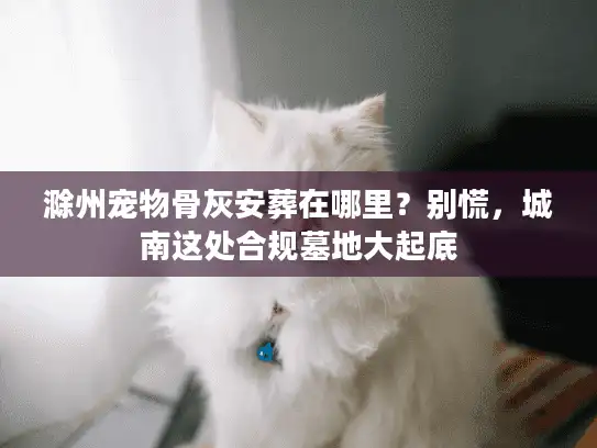 滁州宠物骨灰安葬在哪里？别慌，城南这处合规墓地大起底