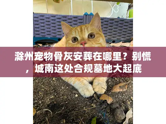 滁州宠物骨灰安葬在哪里？别慌，城南这处合规墓地大起底