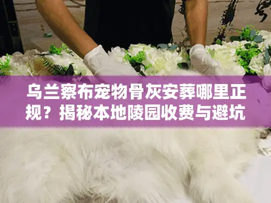 乌兰察布宠物骨灰安葬哪里正规？揭秘本地陵园收费与避坑内幕